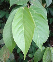 Top view of leaves of unknown tree photo